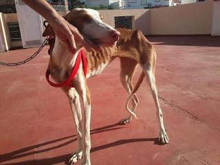 Lola , o los milagros de las casas de acogidas