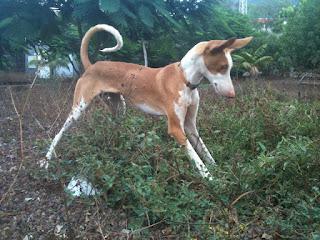 Lola , o los milagros de las casas de acogidas
