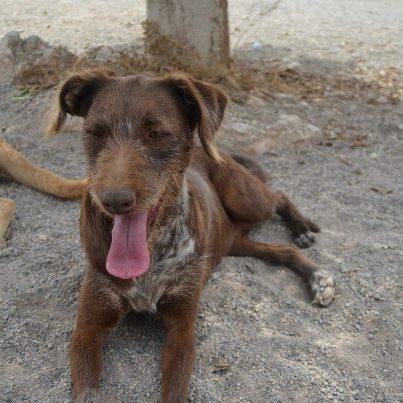 Foto: LEOPOLDINA. FOTO 18 AGOSTO 2012.