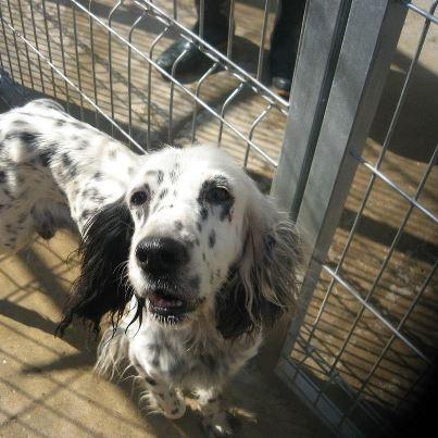 Foto: TITA HEMBRA SETTER INGLES  15-4-2000 ( 12 AÑOS)   UNA SETTER ABUELITA QUE PARTE EL CORAZON VERLA ALLI, SEGURO QUE LA HAN TENIDO TODA LA VIDA CAZANDO Y PARIENDO, Y CUANDO YA NO LES ES UTIL LA DEJAN EN UNA PERRERA.. ESTA GENTUZA NO ENTIENDE LO UTIL QUE ES EL CARIÑO DE ESTA PERRITA, ES SUPER CARIÑOSA Y BUENA.. CORRE RIESGO DE SACRIFICIO. ES BUENISIMA Y CARIÑOSA...    SALE SIN TASAS DE LA PERRERA.. PERO ES MUY    URGENTE..  PERRERA DE HUESCA Contacto: 974340197(perrera) o en el 620996790 (Sr. Jose).Se pueden visitar en la perrera, de Lunes a Viernes de 9:30 a 13:00h. Martes y Jueves de 16:00 a 18:00h.Todos estos perros se entregan en adopción desparasitados interna, externamente, vacunados, con pasaporte o cartilla y con microchip. La tasa es de 50 euros.  Todos necesitan un hogar, aunque los más mayores de edad y los que nadie mira, corren más riesgo de sacrificio.  SE ENVÍAN A OTRAS PROVINCIAS.