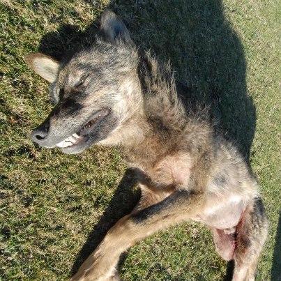 Foto: CONFIRMADO: EL GOBIERNO DEL PRINCIPADO DE ASTURIAS SIGUE AUTORIZANDO BATIDAS DE LOBOS EN ASTURIAS. Esta vez en Mieres y bajo la misma premisa de siempre: las presiones de los ganaderos que ahora acuden a los Ayuntamientos con sus protestas para lograr que se acabe con las poblaciones de lobos en sus zonas de pastoreo. Así las quejas de los mismos ganaderos parecen más y logran cierto eco de alarm a social, a las de los ganaderos se suman las de los Ayuntamientos que les dan pábulo, cuando son siempre las mismas y no se aportan pruebas de los supuestos ataques ni se exigen estudios científicos sobre las poblaciones reales de lobo o sobre las medidas de protección del ganado que ha tomado cada ganadero afectado una vez constatado el daño por peritos. Es más fácil y barato la técnica del escopetazo fácil que se ha instaurado en Asturias y que está provocando graves daños a la Naturaleza de nuestra región, la misma que los poderes públicos están obligados ex lege a proteger y conservar, frente a todo tipo de intereses especulativos. http://www.lne.es/caudal/2012/09/23/principado-controla-poblacion-lobo-mieres-dar-respuesta-ganaderos/1301900.html