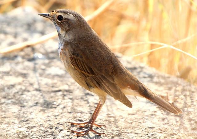 UN AVE MARAVILLOSA-EL RUISEÑOR PECHIAZUL-LUSCINIA SVECICA