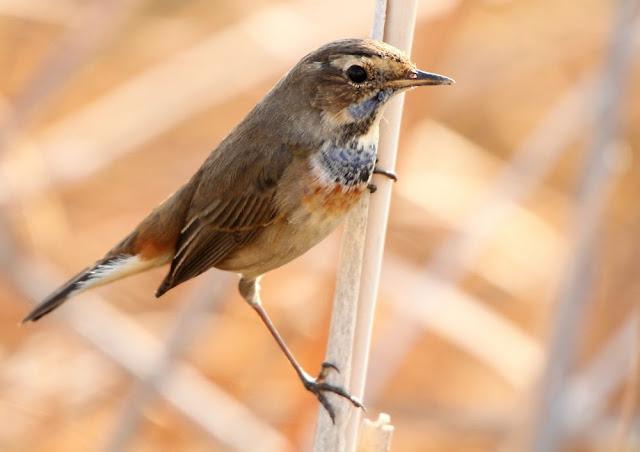 UN AVE MARAVILLOSA-EL RUISEÑOR PECHIAZUL-LUSCINIA SVECICA