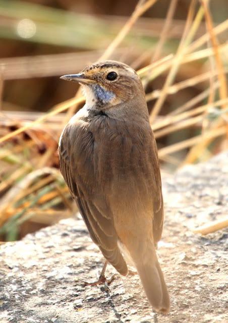 UN AVE MARAVILLOSA-EL RUISEÑOR PECHIAZUL-LUSCINIA SVECICA