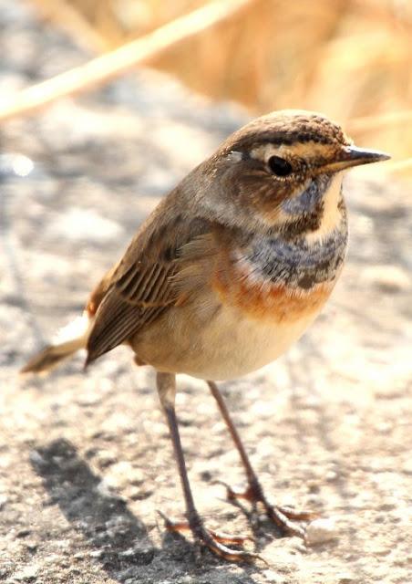 UN AVE MARAVILLOSA-EL RUISEÑOR PECHIAZUL-LUSCINIA SVECICA