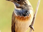 maravillosa-el ruiseñor pechiazul-luscinia svecica