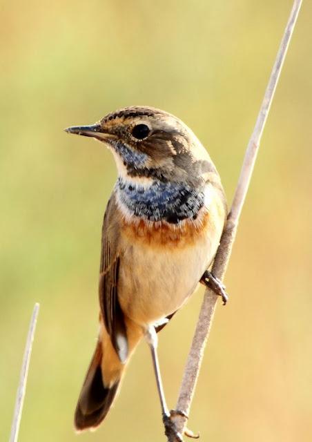 UN AVE MARAVILLOSA-EL RUISEÑOR PECHIAZUL-LUSCINIA SVECICA