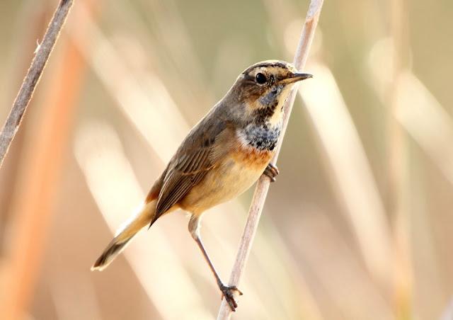 UN AVE MARAVILLOSA-EL RUISEÑOR PECHIAZUL-LUSCINIA SVECICA