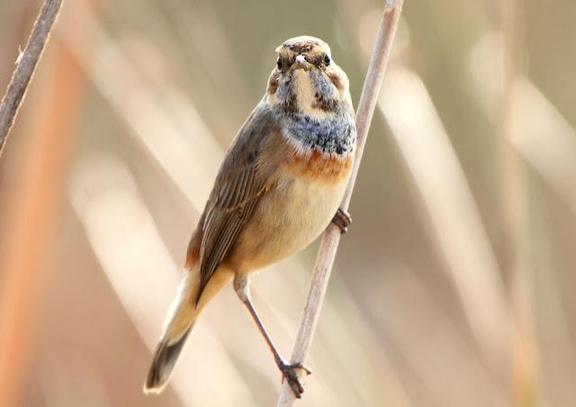 UN AVE MARAVILLOSA-EL RUISEÑOR PECHIAZUL-LUSCINIA SVECICA