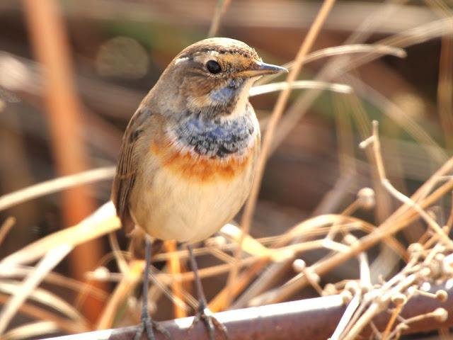 UN AVE MARAVILLOSA-EL RUISEÑOR PECHIAZUL-LUSCINIA SVECICA