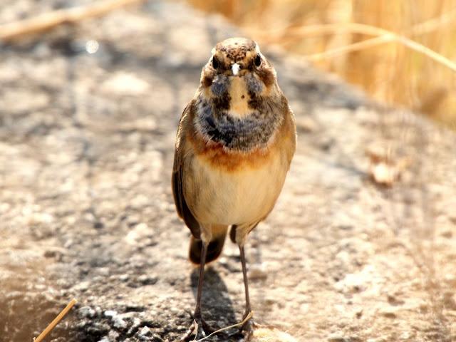 UN AVE MARAVILLOSA-EL RUISEÑOR PECHIAZUL-LUSCINIA SVECICA