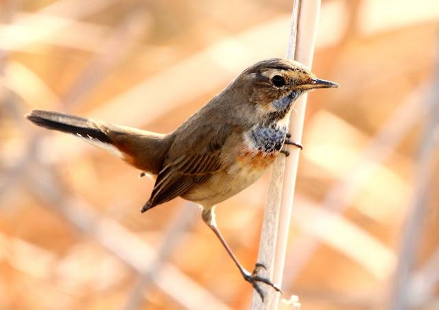 UN AVE MARAVILLOSA-EL RUISEÑOR PECHIAZUL-LUSCINIA SVECICA