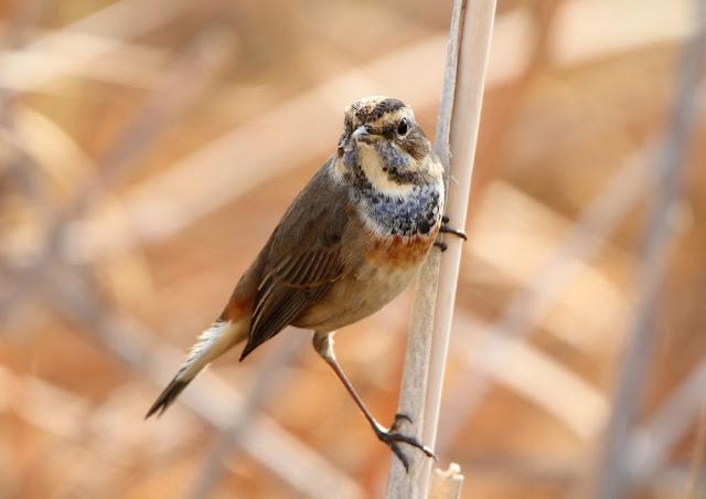 UN AVE MARAVILLOSA-EL RUISEÑOR PECHIAZUL-LUSCINIA SVECICA