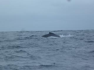 Puerto López (Ecuador) - Avistaje de ballenas en el pueblo pesquero