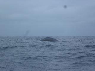 Puerto López (Ecuador) - Avistaje de ballenas en el pueblo pesquero