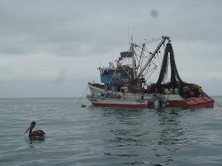 Puerto López (Ecuador) - Avistaje de ballenas en el pueblo pesquero