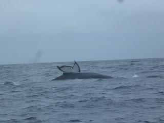 Puerto López (Ecuador) - Avistaje de ballenas en el pueblo pesquero