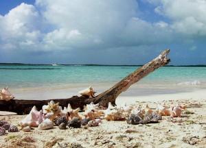 Vámonos de ecoturismo