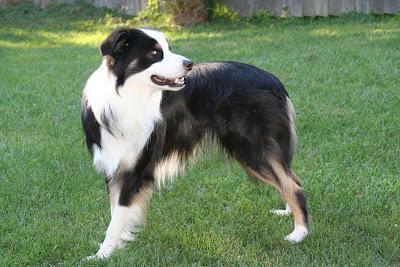 Overtraining: el síndrome del sobre-adiestramiento