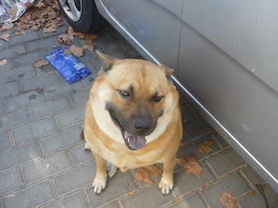 Cruce de Chow Chow, perrita muy urgente en una situacion dificil por problemas personales. (HUELVA)