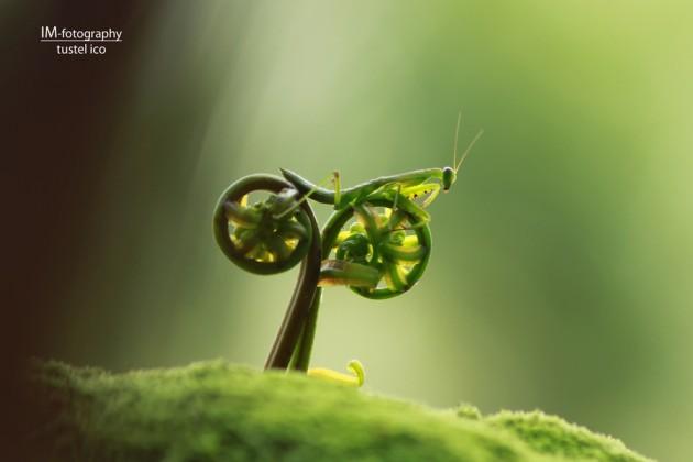 Fotografías de insectos con macro y paciencia