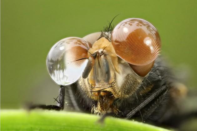 Fotografías de insectos con macro y paciencia