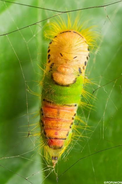 Fotografías de insectos con macro y paciencia