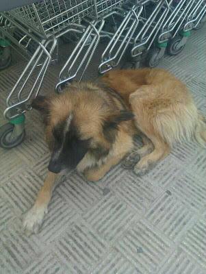 Perrito abandonado, vive en la calle. (Huelva)