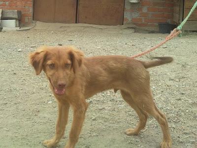 Cachorro en adopción, su delito...matar una gallina!! (Caceres)