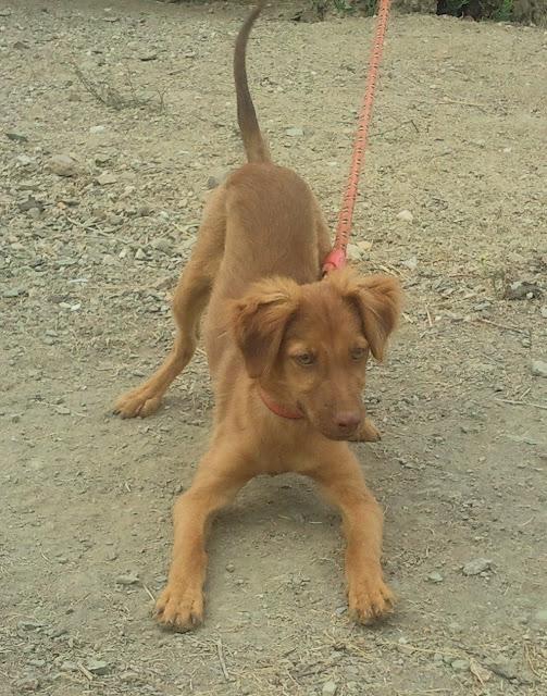 Cachorro en adopción, su delito...matar una gallina!! (Caceres)