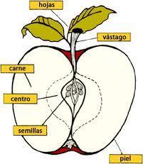 La Manzana, fruta para la salud