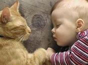 vídeos divertidos bebés gatos