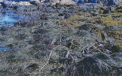 La desaparición de los bosques de algas