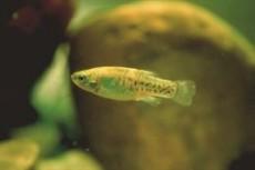 Éxito reproductor del pez Fartet, reintroducido en la laguna de Punta Entinas