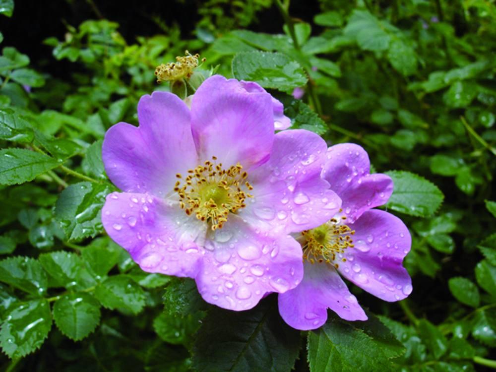 ENAMORADA DEL ACEITE DE ROSA MOSQUETA