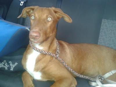 SAVANNAH, MESTIZA DE LABRADOR Y PODENCO MARRON CON OJOS VERDES 5 MESES URGE ADOPCION‏.
