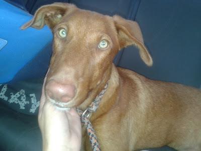 SAVANNAH, MESTIZA DE LABRADOR Y PODENCO MARRON CON OJOS VERDES 5 MESES URGE ADOPCION‏.