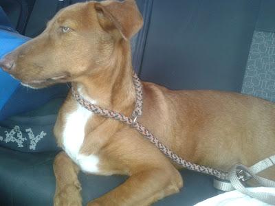SAVANNAH, MESTIZA DE LABRADOR Y PODENCO MARRON CON OJOS VERDES 5 MESES URGE ADOPCION‏.