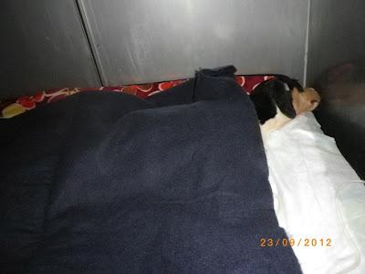 AYUDA ECONÓMICA PARA GOOFY, URGENTE MOQUILLO, HAY QUE PAGAR CADA DÍA.