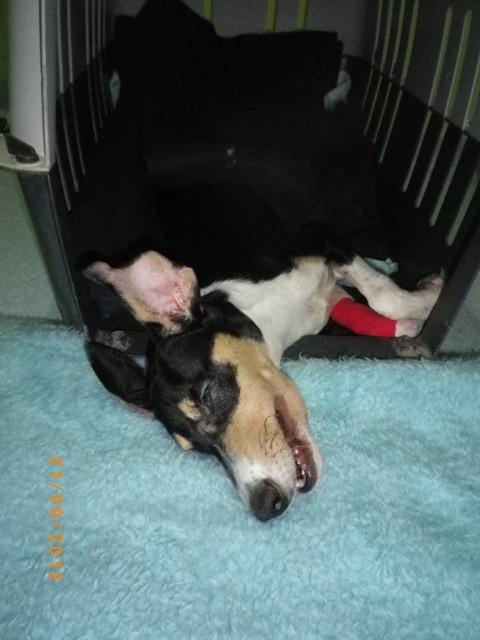 AYUDA ECONÓMICA PARA GOOFY, URGENTE MOQUILLO, HAY QUE PAGAR CADA DÍA.