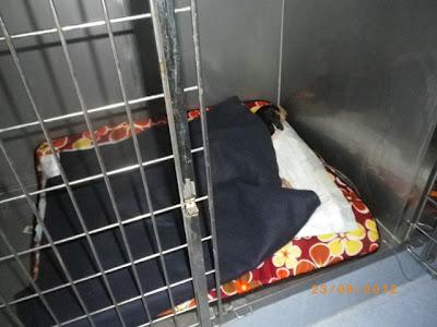 AYUDA ECONÓMICA PARA GOOFY, URGENTE MOQUILLO, HAY QUE PAGAR CADA DÍA.