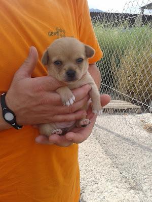 Cachorros de menos de un mes tirados a una acequia. Necesitan adopción urgente. (Murcia)‏