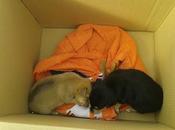 Cachorros menos tirados acequia. Necesitan adopción urgente. (Murcia)‏