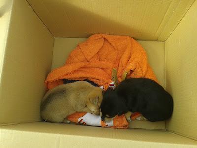 Cachorros de menos de un mes tirados a una acequia. Necesitan adopción urgente. (Murcia)‏