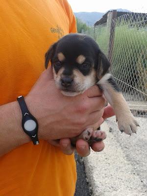 Cachorros de menos de un mes tirados a una acequia. Necesitan adopción urgente. (Murcia)‏