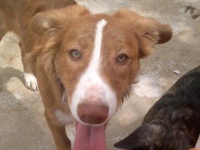 BUGUI, 8 MESES EN ADOPCIÓN MÁGINA ANIMAL. JÓDAR (JAÉN)‏