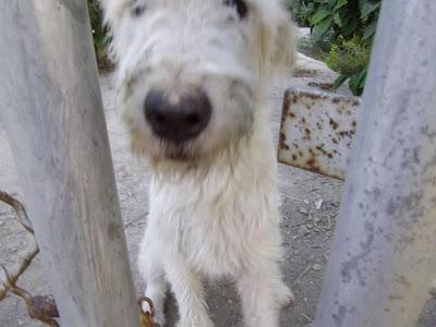 Urge acogida para perrito abandonado cerca de la carretera (Murcia)‏