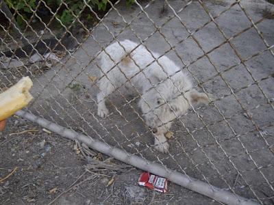 Urge acogida para perrito abandonado cerca de la carretera (Murcia)‏