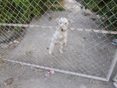 Urge acogida para perrito abandonado cerca de la carretera (Murcia)‏