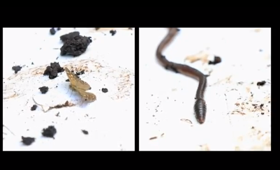 Mercedes Benz, una campaña creada por la naturaleza.